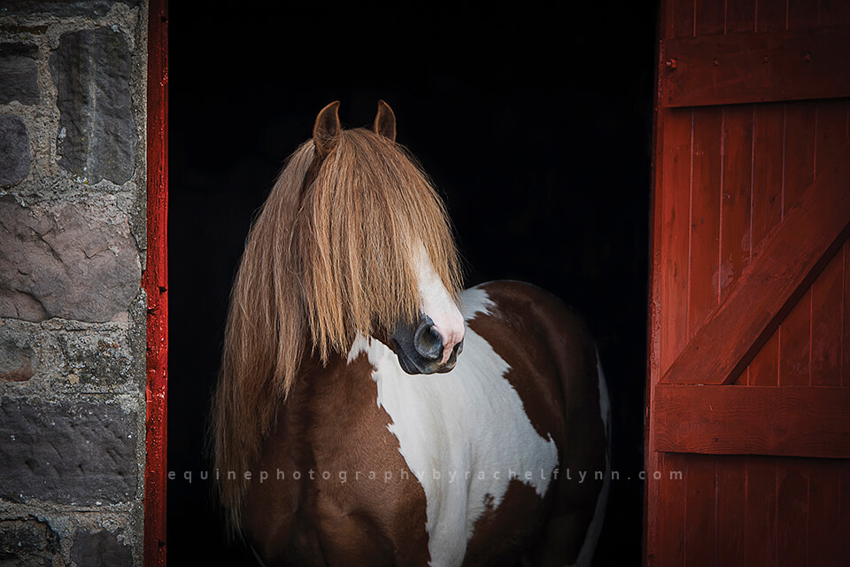 Equine Photography by Rachel Flynn